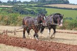 shire-horses-ploughing-harness-field-103988248.jpg