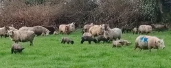 sheep 365.webp